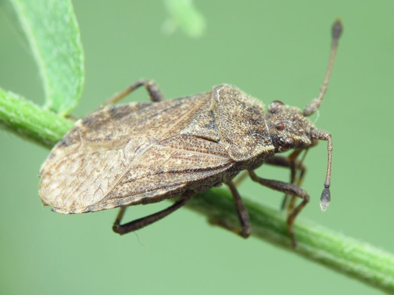 Bathysolen nubilus (Fallen, 1807)